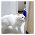 TimeStart Pratik Kedi Tüyü Kaşıma Ve Tarama Aparatı Duvara Monte Kaşıma Aleti