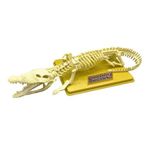 Timsah İskeleti Bilim Seti Kız Erkek Çocuk Oyuncak Eğitici Oyuncaklar