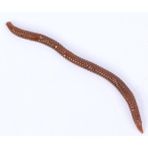 Tlg Shop H206-30PCS Tarzı Oft Cazibesi Silikon Simülasyon Solucanlar Kırmızı Solucanlar Yapay Balıkçılık Lures 7.5cm Kan Kurdu Balık Kokusu Yemi (Yurt Dışından)