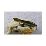 Tlg Shop Renk I Tarzı Le-F G Yılan Kafası Balıkçılık Cazibesi Yüzen Levrek Wobbler Pike Yem Vmc Kancalı Topwater Popper (Yurt Dışından)