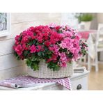 tnc garden groups Açelya – Azalea -pembe