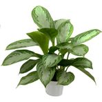 tnc garden groups Aglonema Silver - Çin Herdemyeşili