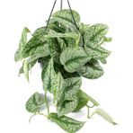 TNC Garden Groups Alacalı Pathos Sarmaşığı (Scindapsus Pictus) Askılı Saksıda