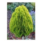 tnc garden groups Altuni Top Mazı Fidanı Thuja Orientalis Aurea Compacta Nana 3 Adet