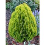 tnc garden groups Altuni Top Mazı Fidanı Thuja Orientalis Compacta Nana