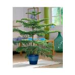TNC Garden Groups Arokarya Çamı 60 cm – Dekoratif, Uzun Ömürlü Salon Bitkisi & Yılbaşı Çamı