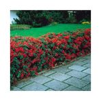 TNC Garden Groups Ateş Dikeni - Pyracantha 3 Adet