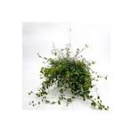 tnc garden groups Avustralya Sarmaşığı (muehlenbeckia) Askılı Saksıda