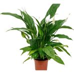 TNC Garden Groups Barış Çiçeği – Spathiphyllum 60cm