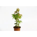 TNC Garden Groups Bonsai Japon Akçaağacı Acer Palmatum 5 Adet