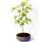 TNC Garden Groups Bonsai Japon Akçaağacı Acer Palmatum Gri Saksıda