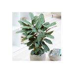 tnc garden groups Calathea Ctenanthe Setosa (dua Çiçeği) 20-40 Cm
