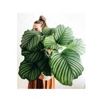 tnc garden groups Calathea Orbifolia (dua Çiçeği) 20-30 Cm