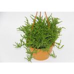 TNC Garden Groups Crassula Muscosa Sukulent - Askılı Saksı 3 Adet