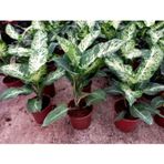 TNC Garden Groups Difenbahya Çilli Difenbahya Mars