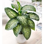 TNC Garden Groups Difenbahya - Tropik 60-80 cm 2 Adet