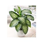 TNC Garden Groups Difenbahya - Tropik 60-80 cm 3 Adet