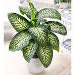 TNC Garden Groups Difenbahya - Tropik 60-80 cm 5 Adet