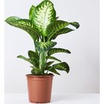 TNC Garden Groups Difenbahya (Tropik) - Ağlayan Çiçek 40 cm 2 Adet
