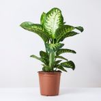TNC Garden Groups Difenbahya (Tropik) - Ağlayan Çiçek 40 cm 3 Adet