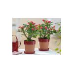 tnc garden groups Dikenler Tacı - Euphorbia Milii Kırmızı