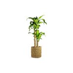 tnc garden groups Dracena Massengena 2’li 100-120 Cm