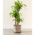 tnc garden groups Dracena Massengena 3’lü 100-125 Cm