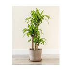 tnc garden groups Dracena Massengena 3’lü 100-125 Cm