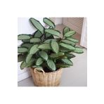 tnc garden groups Dua Çiçeği - Calathea Picturata