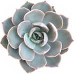 TNC Garden Groups Echeveria Morning Beauty – Sabah Güzeli Sukulent 20 Adet