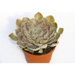 TNC Garden Groups Echeveria Sukulent Büyük Boy