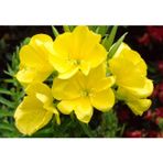 TNC Garden Groups Ezan Çiçeği Oenothera Yetiştirme Seti