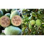 TNC Garden Groups Feijoa Kaymak Ağacı Fidanı 3 Yaş 5 Adet