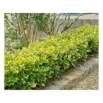 TNC Garden Groups Gold Taflan (Euonymus Japonicus Aurea) Sarı Çit Bitkisi 3 Adet