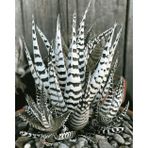 TNC Garden Groups Haworthia Attenuata (Albino) 20 Adet