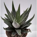 TNC Garden Groups Haworthia Fasciata Concolor 10 Adet