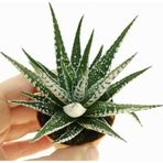 TNC Garden Groups Haworthia Fasciata Zebra 5 Adet