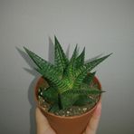 TNC Garden Groups Haworthia Limifolia 5 Adet