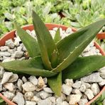 TNC Garden Groups Haworthia Pentagona 5 Adet