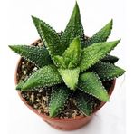 TNC Garden Groups Haworthia Pumila 20 Adet