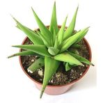 TNC Garden Groups Haworthia Rigida 15 Adet
