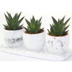 TNC Garden Groups HAWORTHİA TRİO HEDİYELİK SET - 3'lü Limifolia