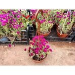 TNC Garden Groups Izmir Güzeli Çiçeği Askılı Saksıda