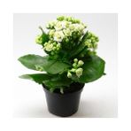 TNC Garden Groups Kalanşo Çiçeği – Kalanchoe 3 Ader Beyaz