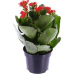 TNC Garden Groups Kalanşo Çiçeği – Kalanchoe 3 Adet Kırmızı