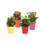 TNC Garden Groups Kalanşo Çiçeği – Kalanchoe 4 Adet