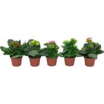 TNC Garden Groups Kalanşo Çiçeği – Kalanchoe - 5 Adet Karışık Renklerde