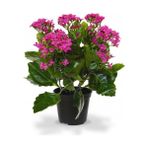 TNC Garden Groups Kalanşo Çiçeği – Kalanchoe 5 Adet Pembe