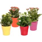 TNC Garden Groups Kalanşo Çiçeği – Kalanchoe 8 Adet