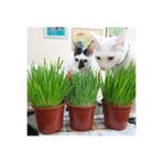 tnc garden groups Kedi Çimi 12 cm'lik Saksıda 3 Adet